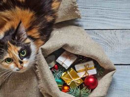Gatto regali tutti i giorni