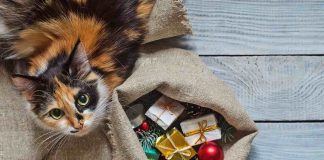 Gatto regali tutti i giorni