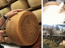 parmigiano reggiano