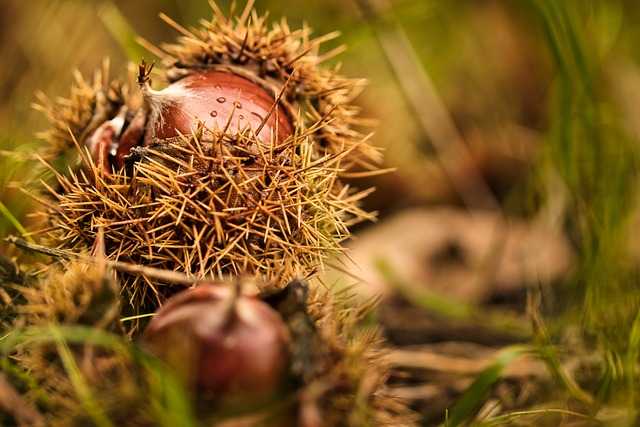 Castagne: combattono stress ansia e anemia, mangiale assolutamente!