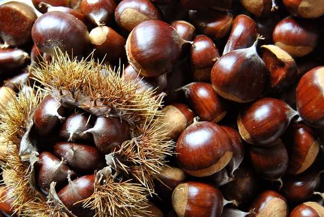 Castagne: combattono stress ansia e anemia, mangiale assolutamente!