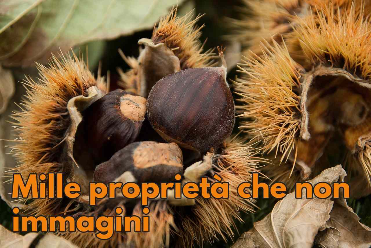 Castagne: combattono stress ansia e anemia, mangiale assolutamente!