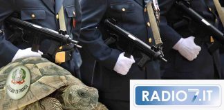 Tartarughe: rischi grosso se non hai questo documento