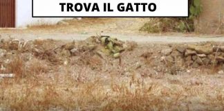 Test: riesci a trovare il gatto? l'80% delle persone fallisce