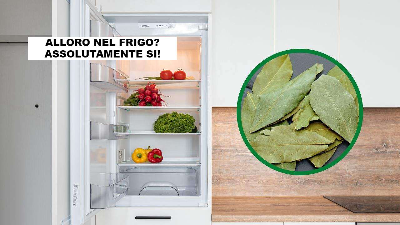 Alloro in frigo? Il motivo incredibile (INRAN)