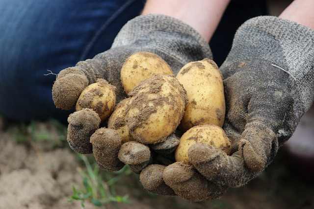 Patate al tegamino: buoni, veloci ed economiche 