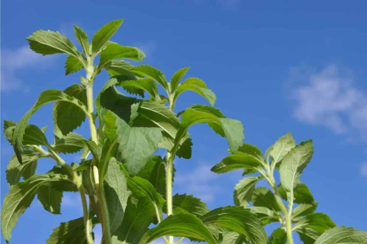 striscia notizia scandalo dolcificante stevia