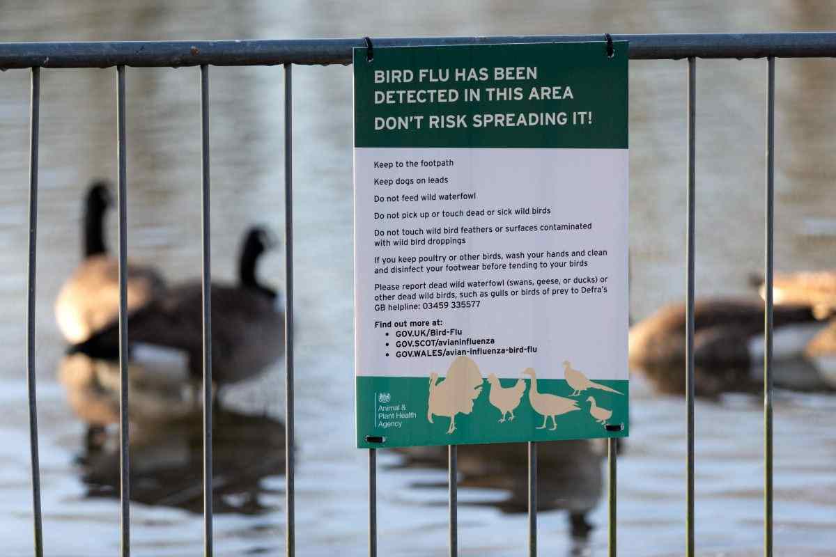 Un cartello avvisa del pericolo aviaria 