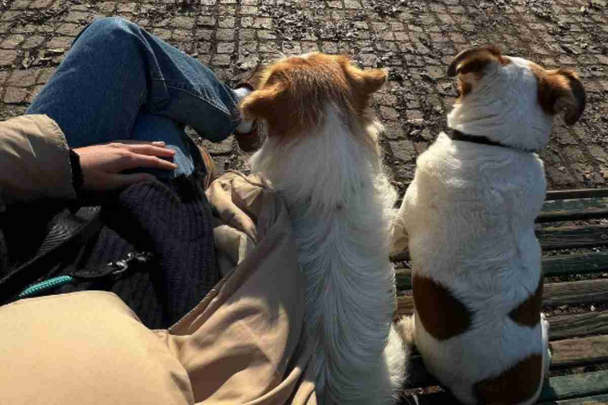 cecilia rodriguez cosa è successo con i cani al parco