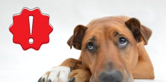 Comportamenti nel cane da tenere d'occhio
