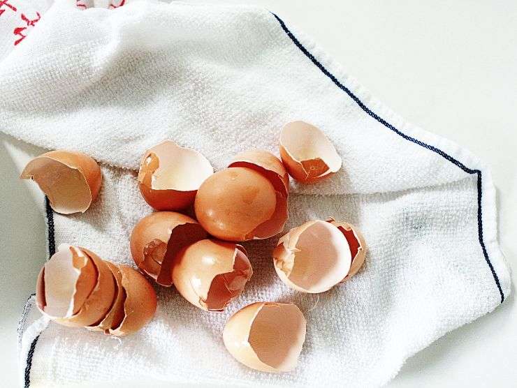 importante riciclo gusci uova