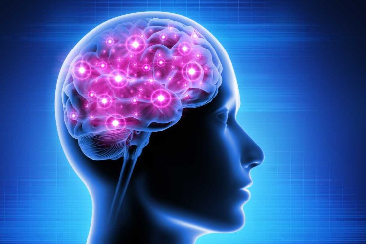 Ecco come patatine e dolci modificano il cervello