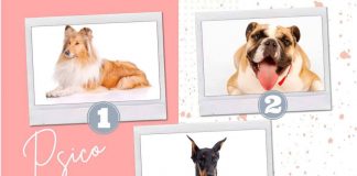 Test cani