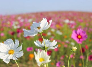 Fiori gialli simbolo gelosia