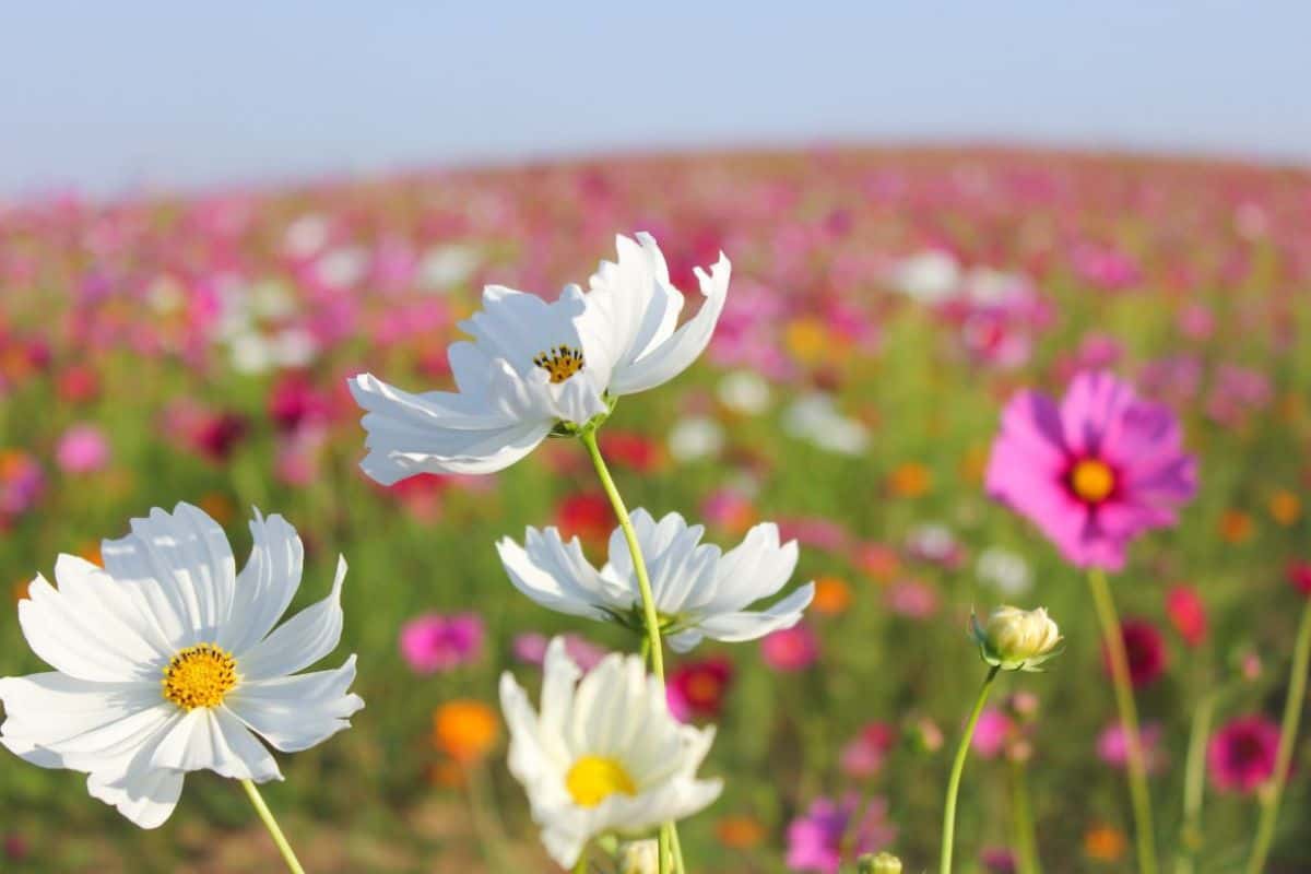 Fiori gialli simbolo gelosia