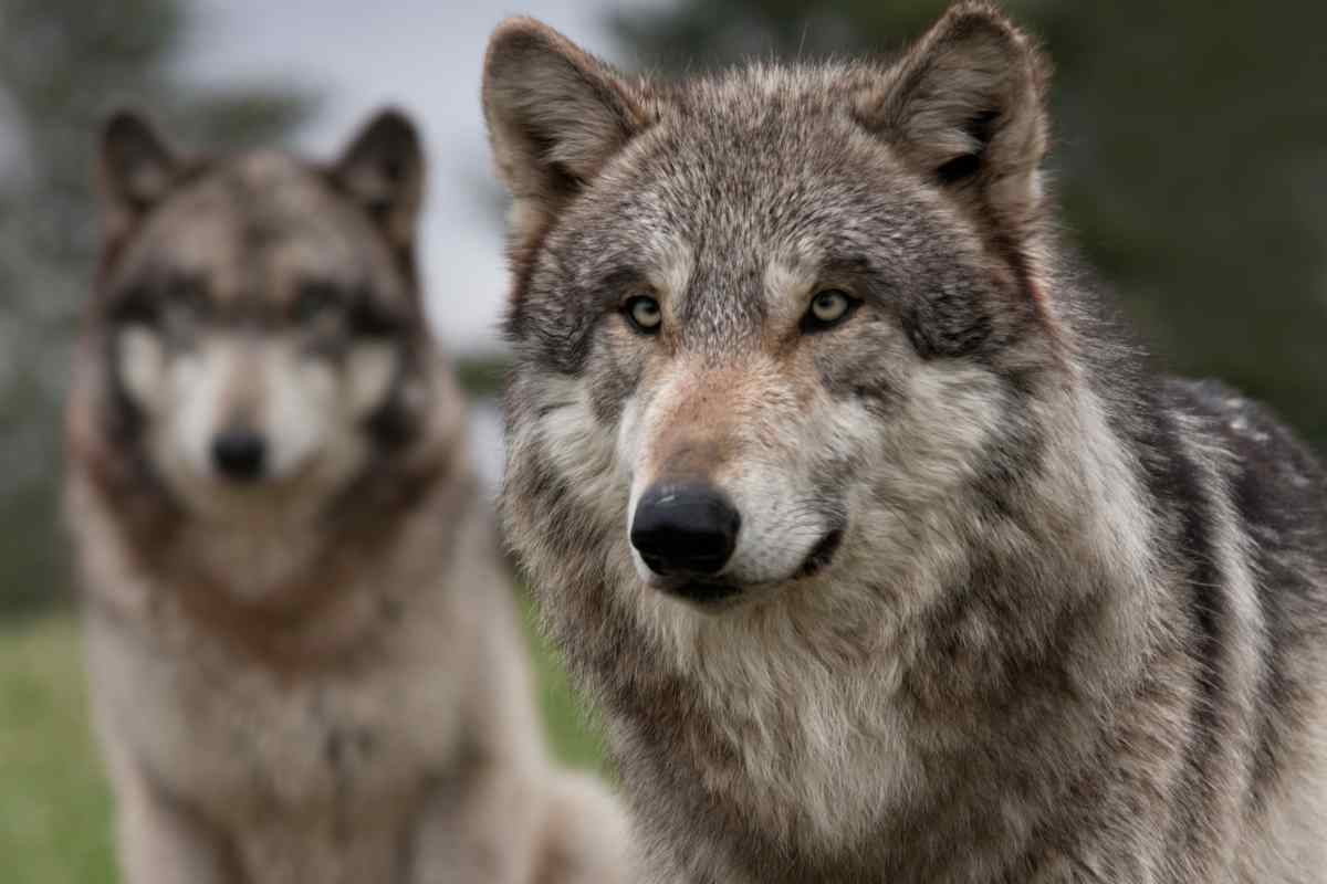 Lupi assaltano una masseria: strage di pecore e capre 