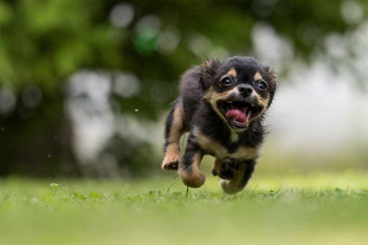 Cani di grossa taglia: perché vivono di meno