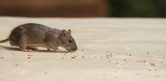 Escrementi di topo nelle cucine degli ospedali: ecco dove