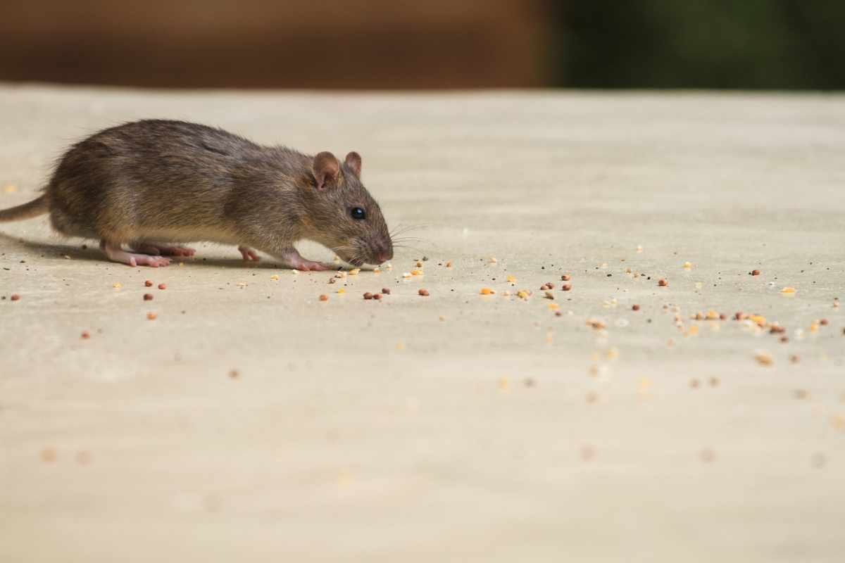 Escrementi di topo nelle cucine degli ospedali: ecco dove