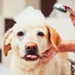 lavare il cane delicatamente
